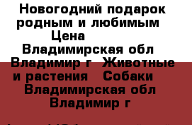 Новогодний подарок родным и любимым › Цена ­ 8 000 - Владимирская обл., Владимир г. Животные и растения » Собаки   . Владимирская обл.,Владимир г.